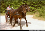 Horses and Buggies Tour Beaver Island