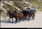 Horses and Buggies Tour Beaver Island