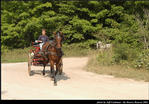 Horses and Buggies Tour Beaver Island